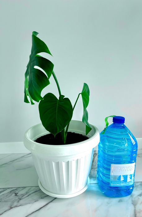 Монстера - чудернацька рослина. Остання.