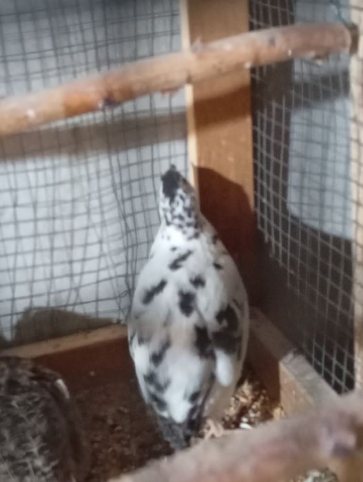 Sprzedam przepiórki