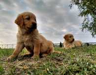 Golden Retriever Piesek Złoty Gotowy do Odbioru