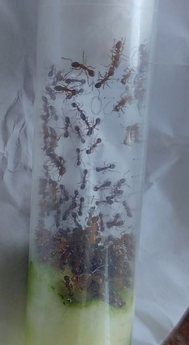 Myrmica sp. 1Q+55w+potomstwo