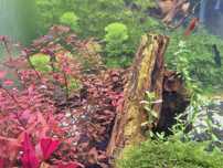 Planta Aquario Ludwigia Super Red