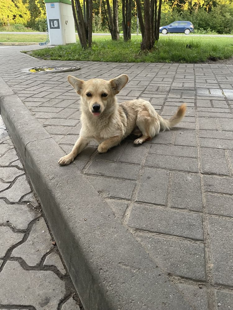 Віддам собачку безкоштовно