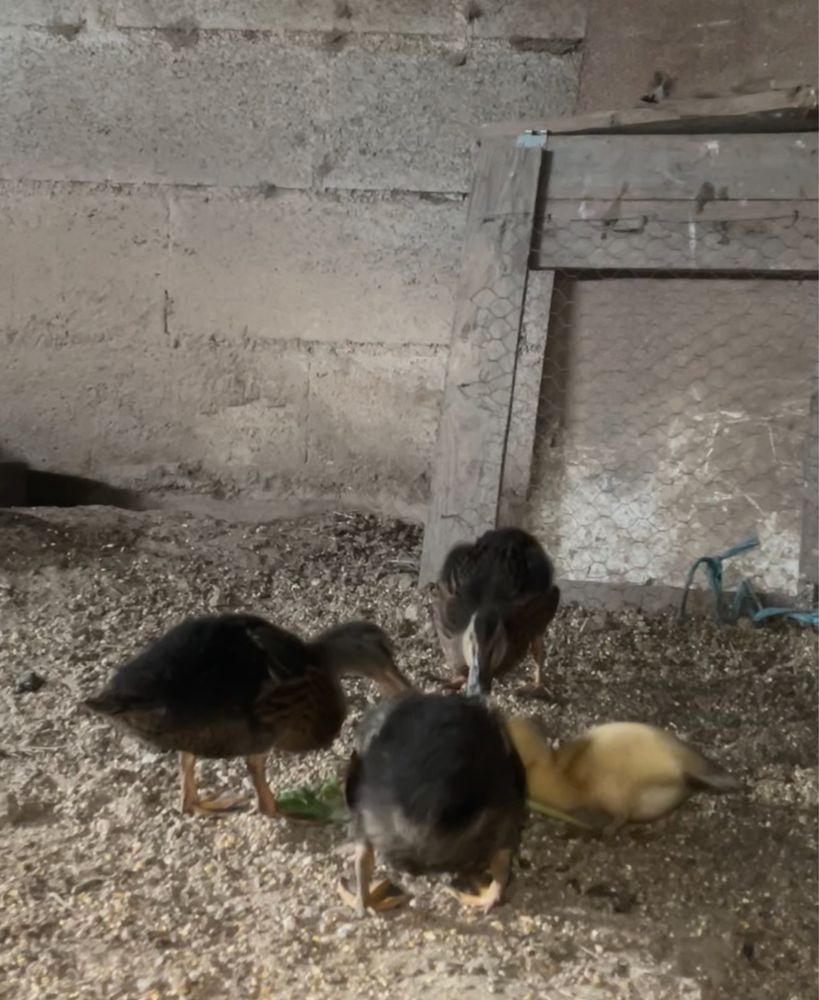 Pato bravo até 10 patos