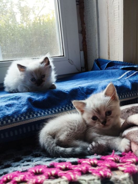 Кошенята в добрі руки безкоштовно