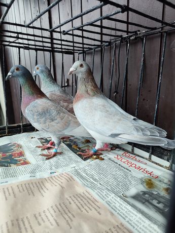 Gołębie andaluzy i opale