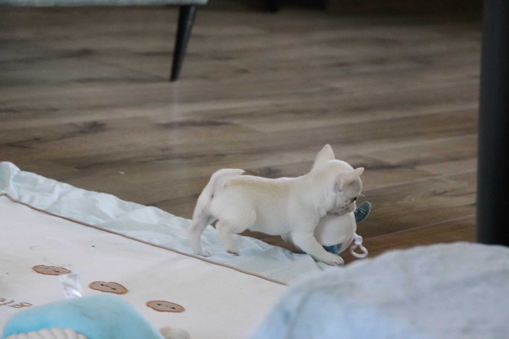 Maleńka prześliczna sunia chihuahua krótkowłosa ZKwP FCI