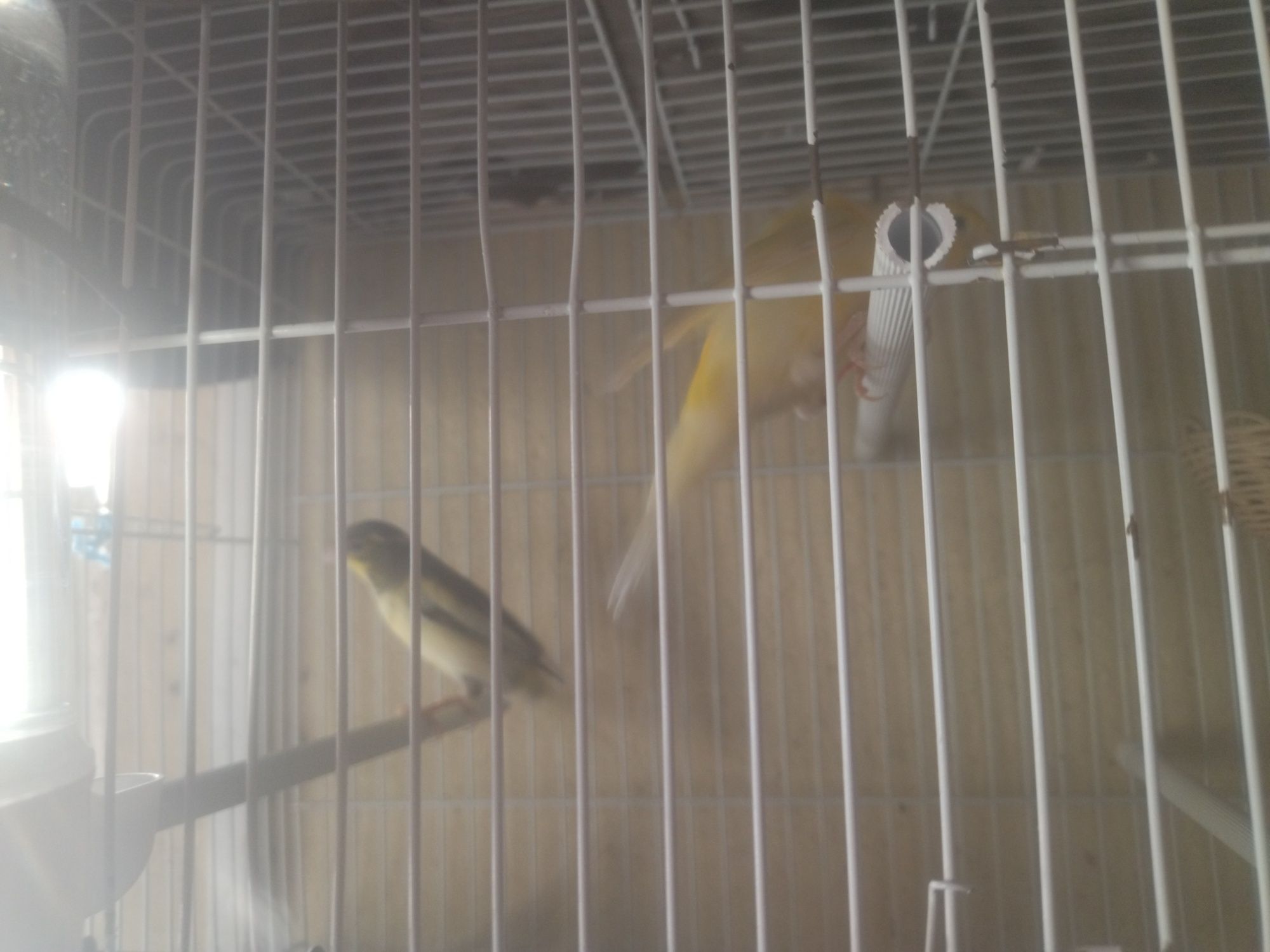 Canários casal venda