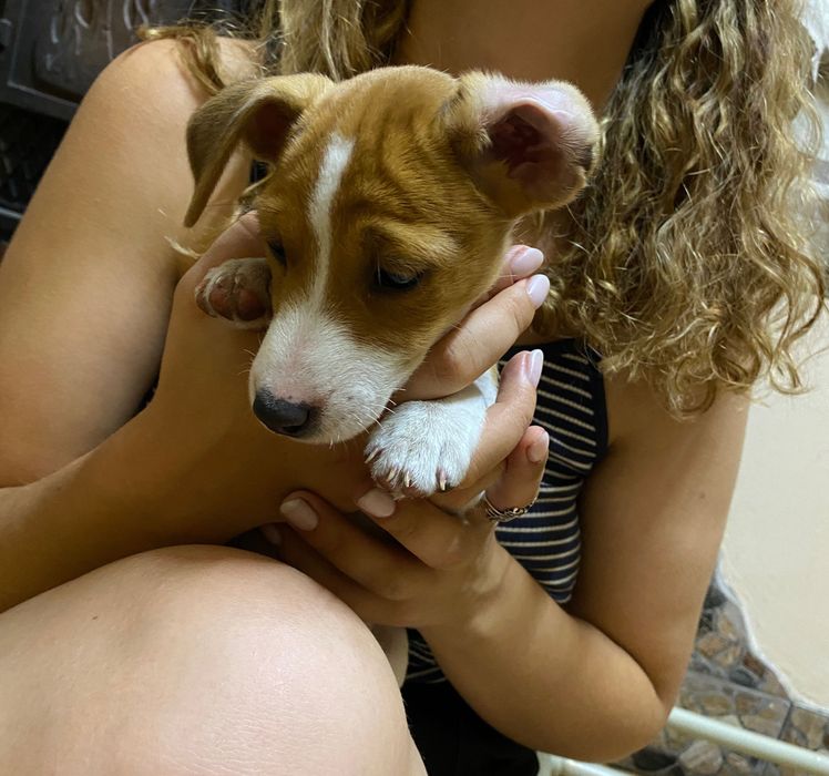 Дівчинка Джек Рассел