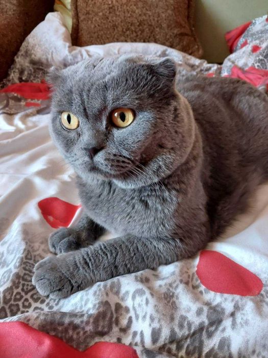 Шотланський висловухий