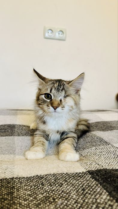 Котенок(девочка 2.5месяца)