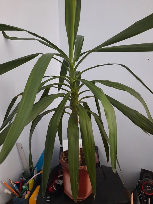 Юка 70см , фінікова пальма , драцена  .