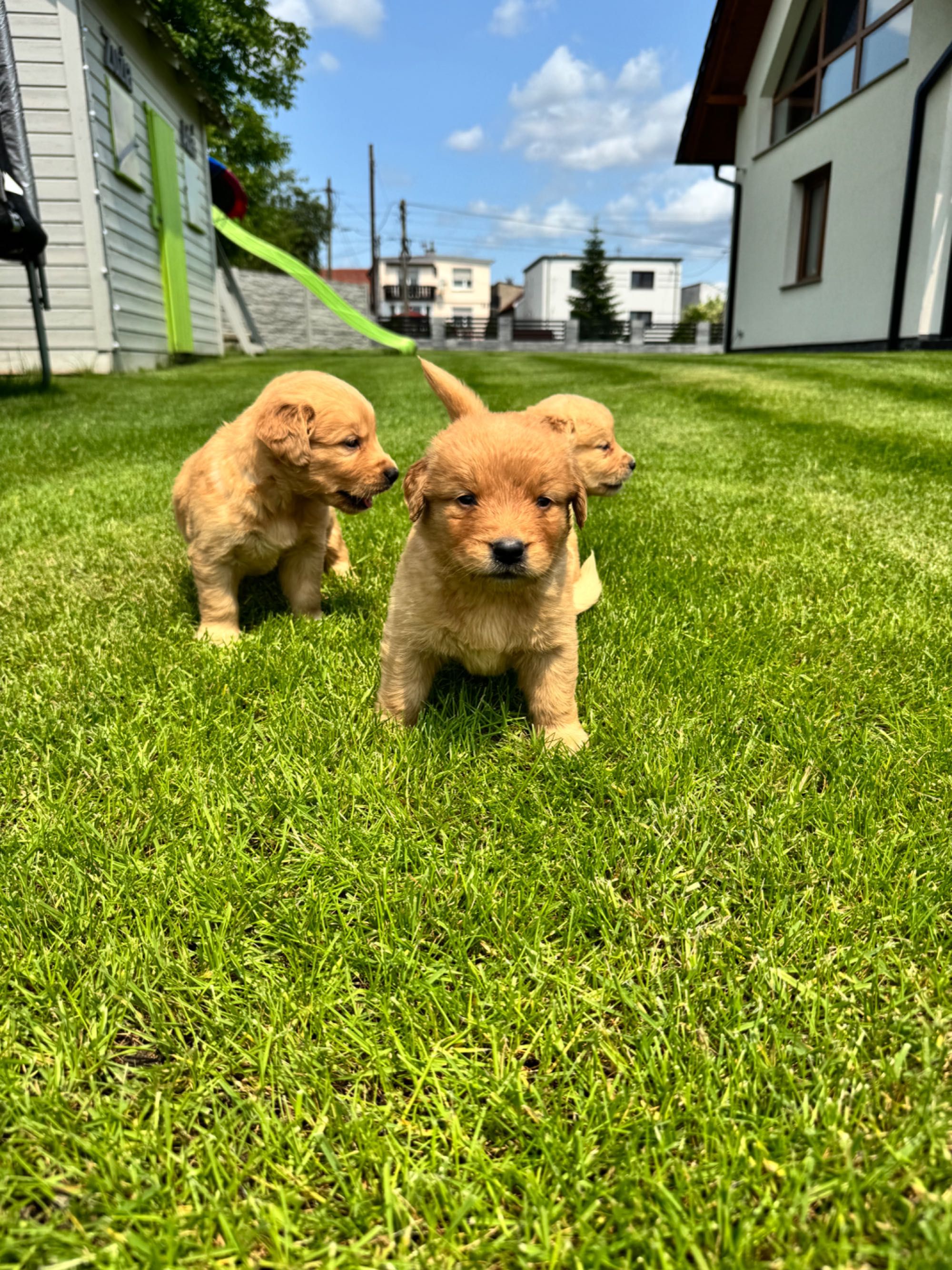 Golden retriever