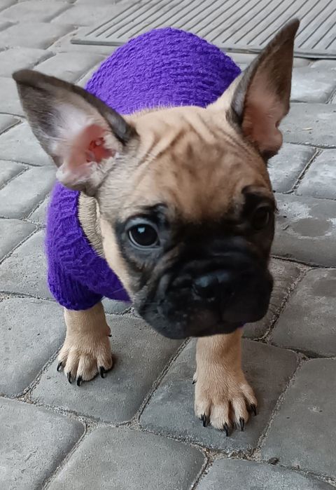 Французский бульдог