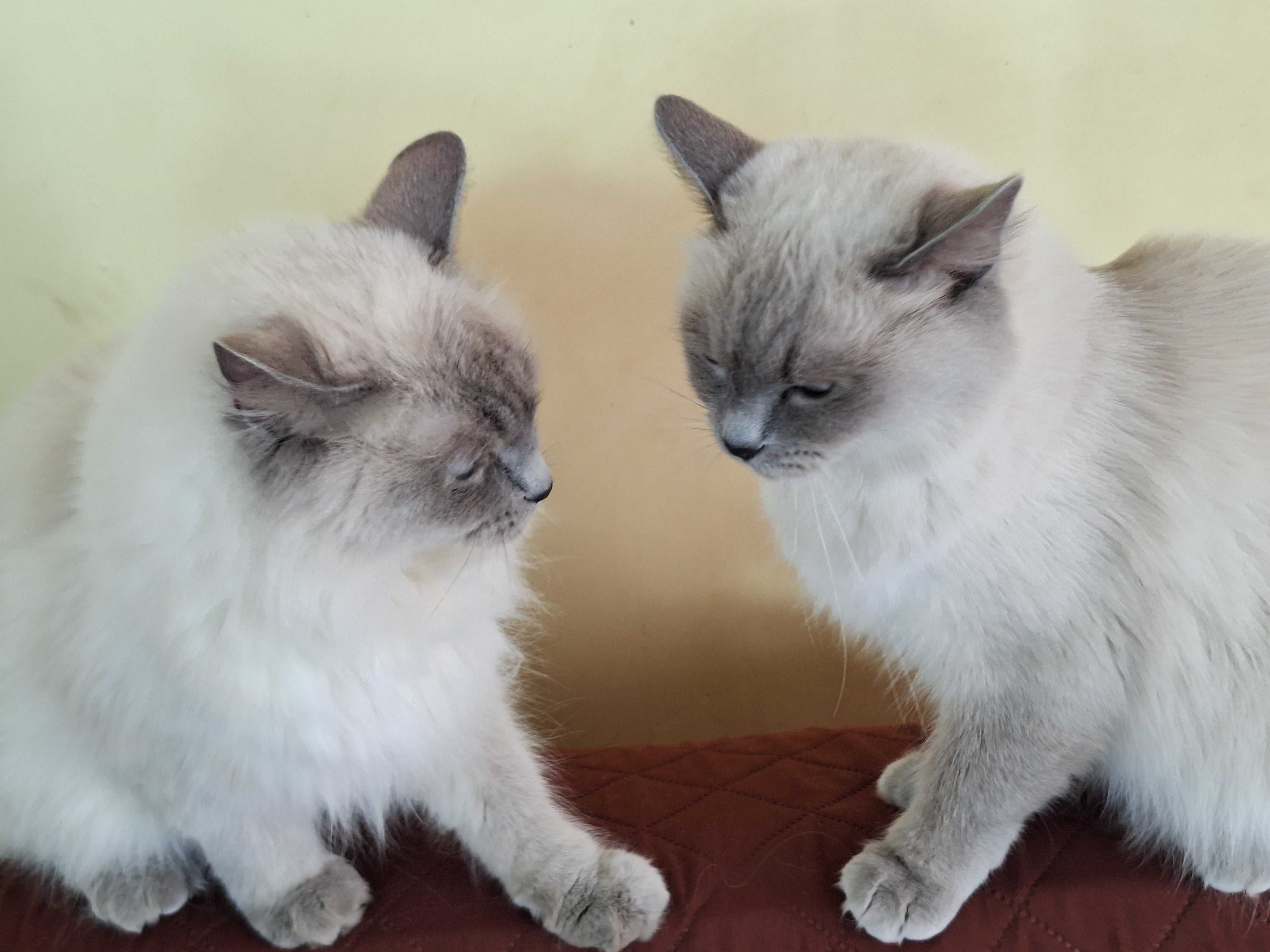 Kotka rasy Ragdoll