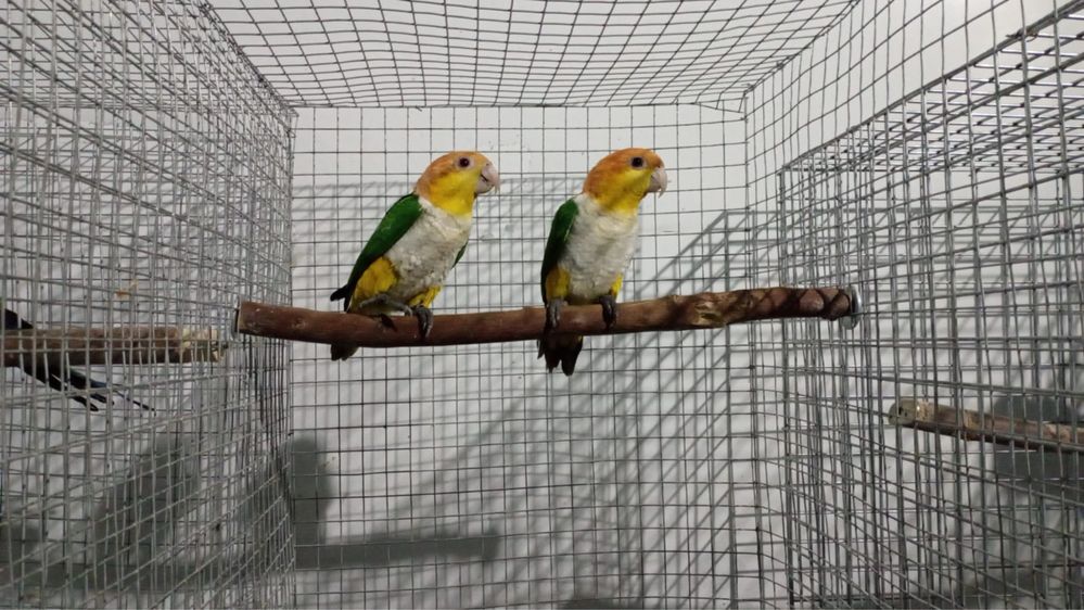 Coleçao papagaios cinzentos