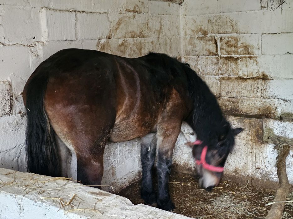 Klacz 2lata zaprzęgowa