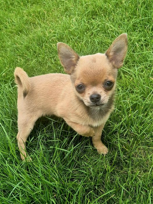 Śliczny maleńki chłopiec rasy Chihuahua