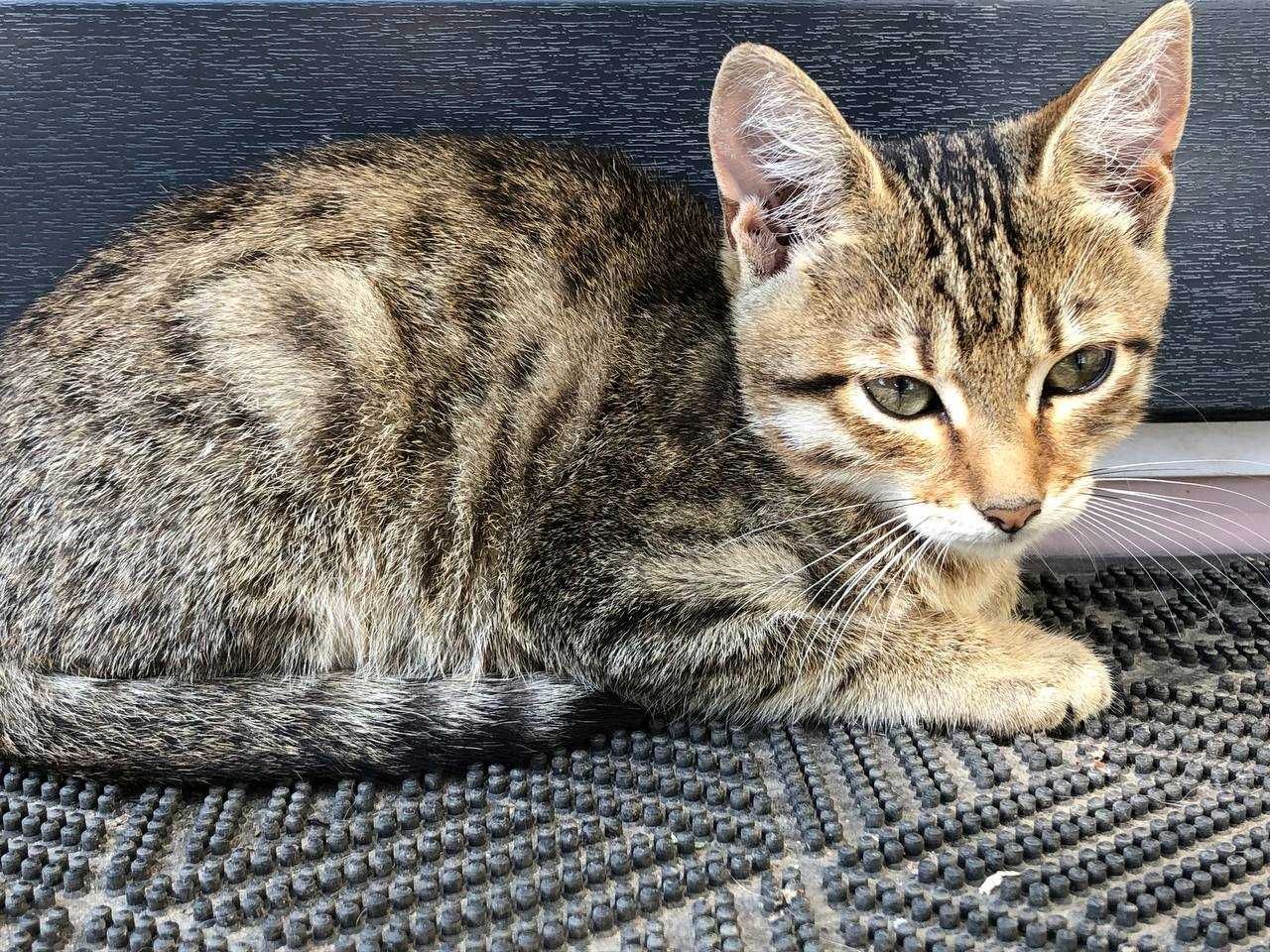 Котеня в добрі руки