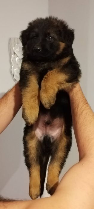 Owczarek niemiecki długowłosy