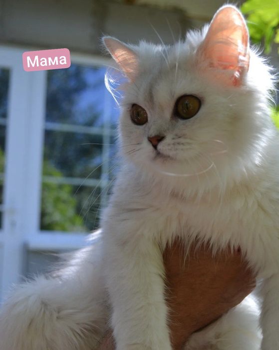 Котята Бронь срібляста Шиншилла Хайленд Страйт шотландська