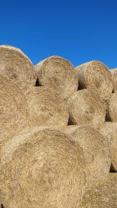 Słoma dla bydła ( jęczmienna, pszenna ) z dostawą, zbiór 2025