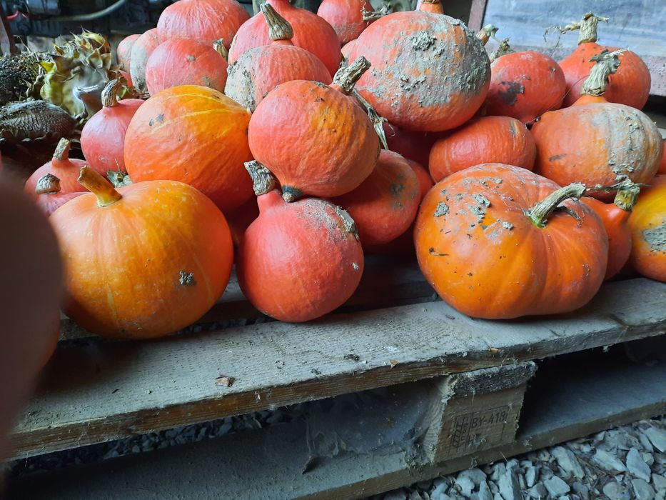 Dynie Hokkaido/ sprzedam