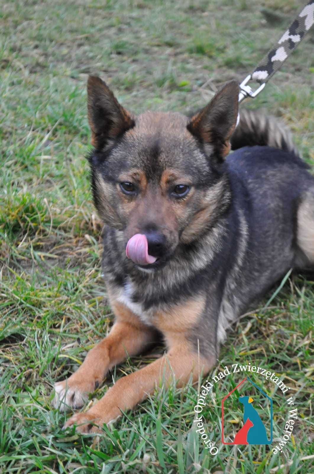 CUDOWNY CHARAKTER, młody, 14 kg, wyjątkowo oddany i pogodny POKOCHAJ