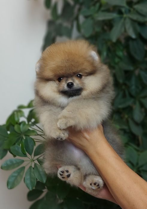 Очаровательная  девочка и мальчик померанского шпица