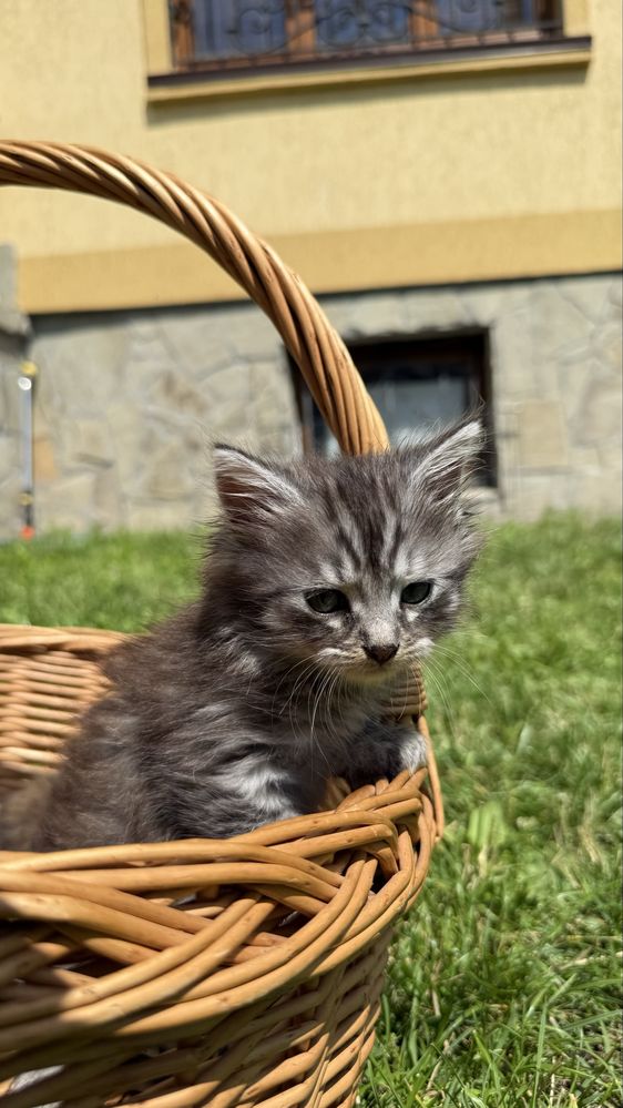 Котики коти кошенята