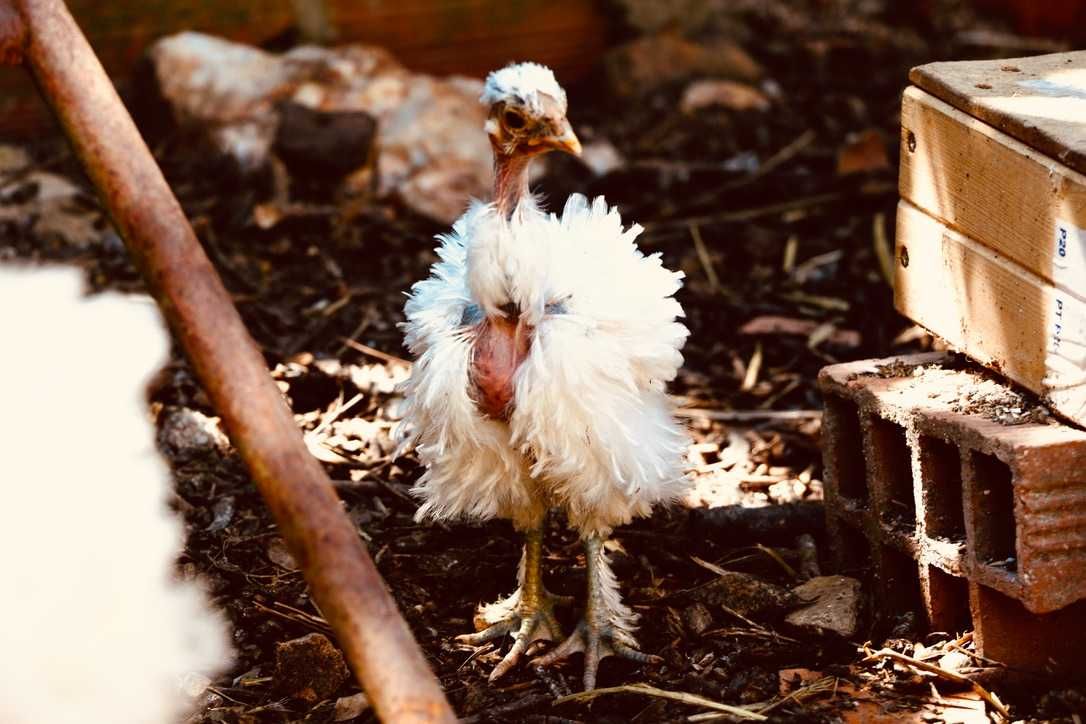 Galos de Sedosa Showgirl, Sedosa Barbuda, Pedrês Portuguesa