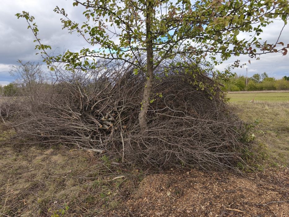 Oddam gałęzie jak na zdjęciach