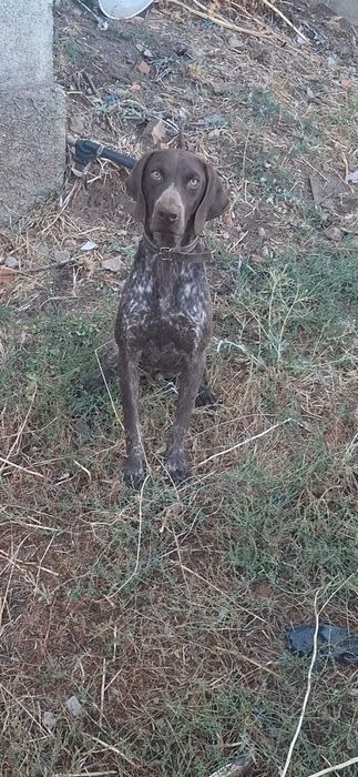 Braco alemão cerca de 1 ano