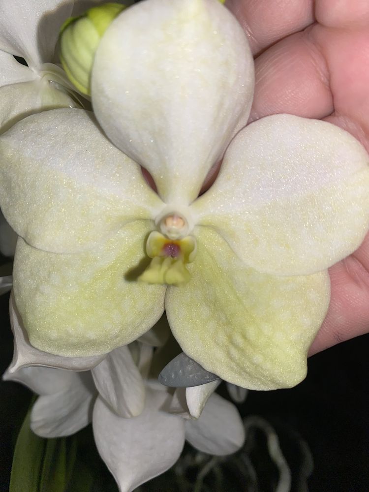 Орхідея Ванда в склі