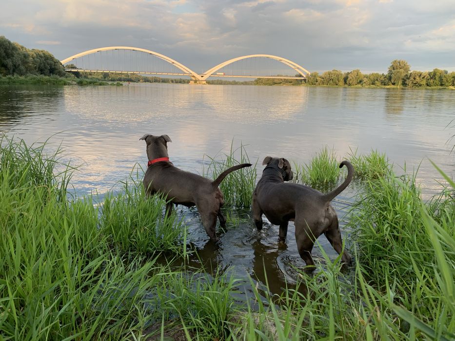 Zapowiedź miotu! American Staffordshire Terrier BLUE Champion Line