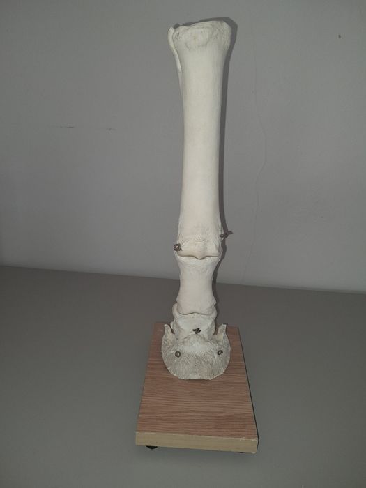 Zestaw kości do nauki anatomi zwierząt.