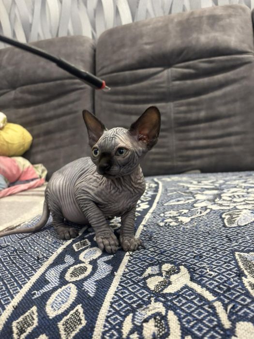 Канадский сфінкс , дівчинка