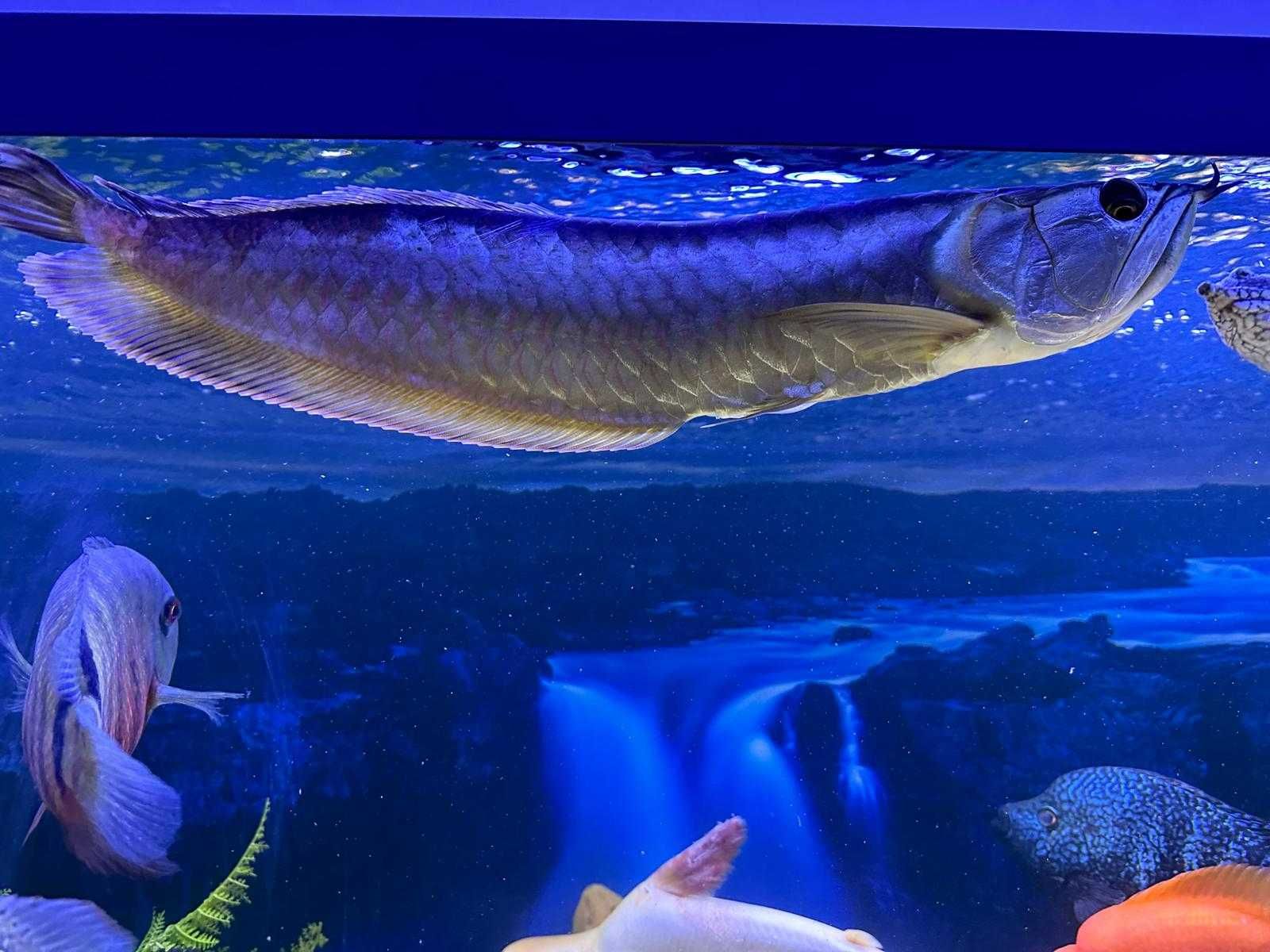 Arowana Silver (Osteoglossum bicirrhosum)