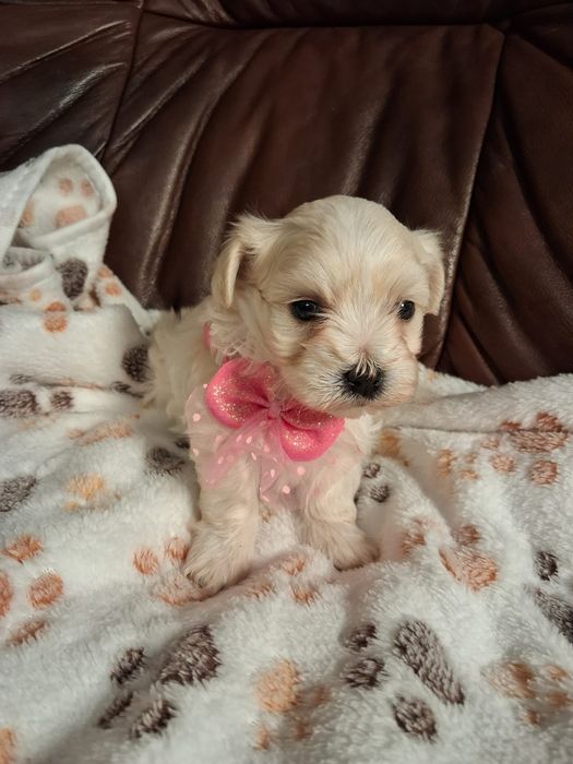 Maltipoo Piękna Suczka