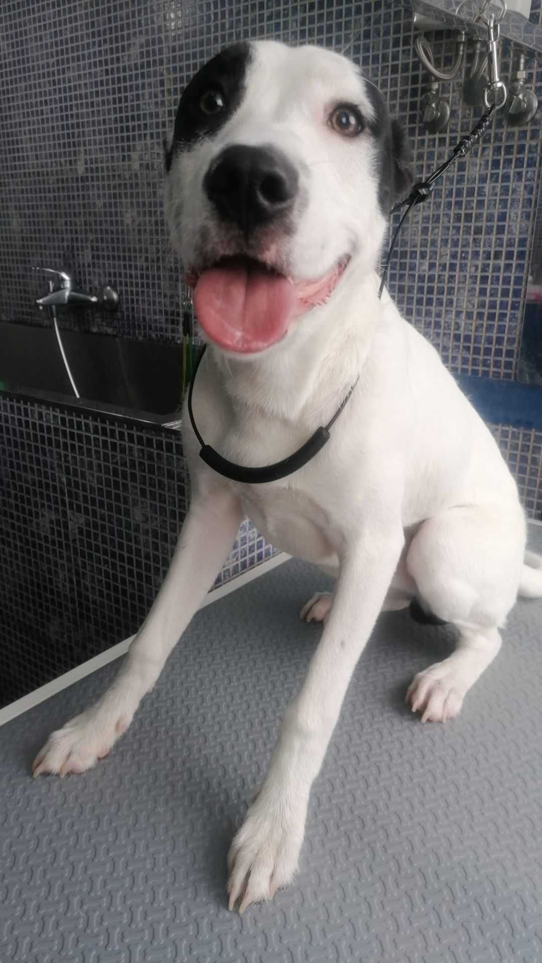 Vader - Cão meigo para adoção