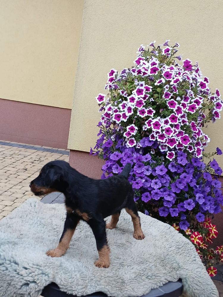 Terrier niemiecki śliczny piesek