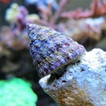 Улитка в морской аквариум Babylonia чистильщик Strombus Tectus