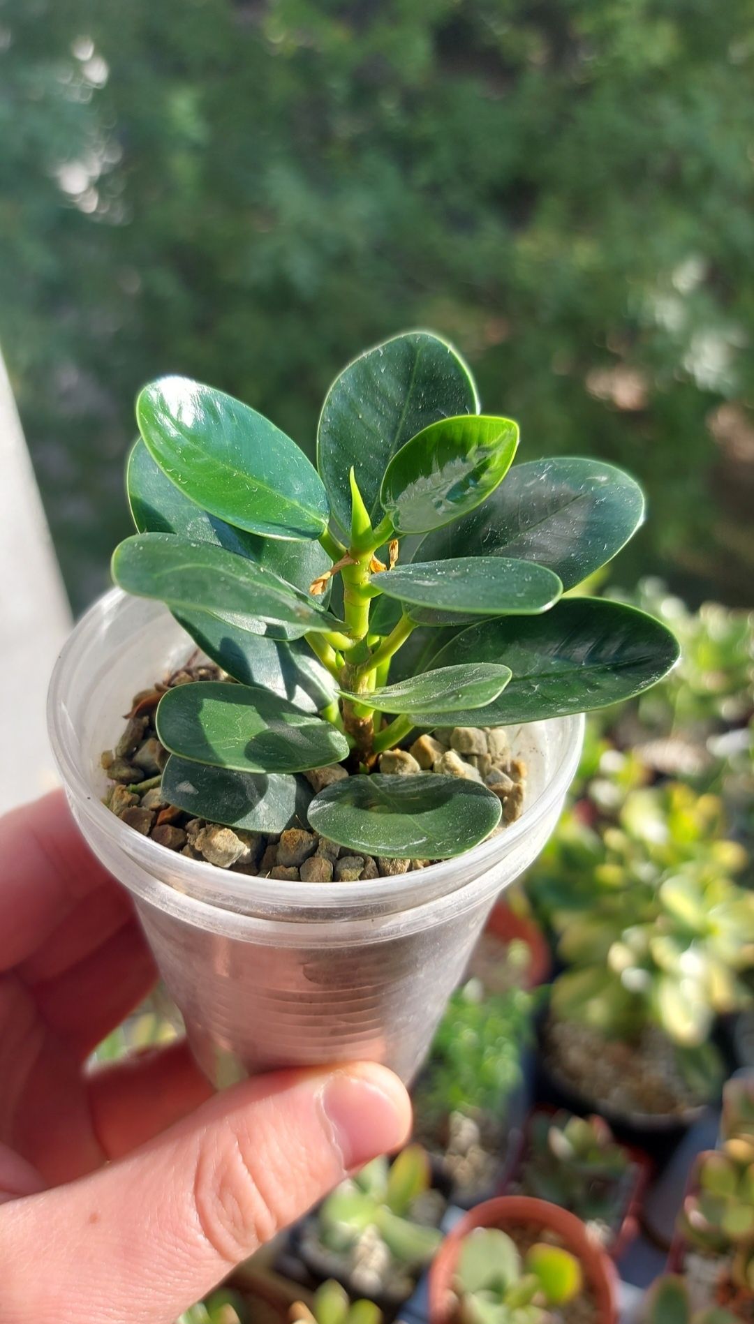 Ficus Panda Фикус Панда (Dollar ficus)