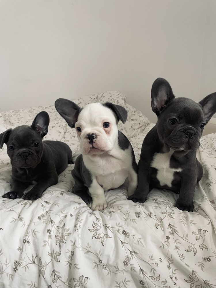 Buldog francuski rezerwacja