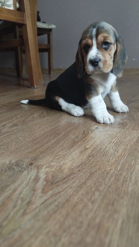 Śliczna sunia Beagle trikolor