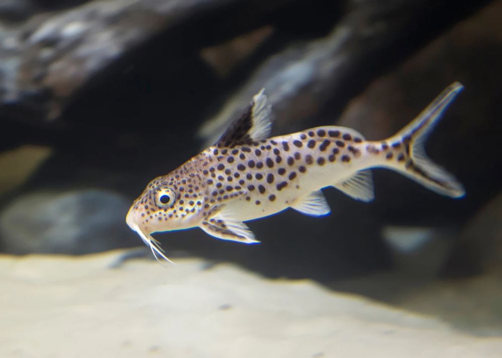 Synodontis Multipuntactus 6-7cm