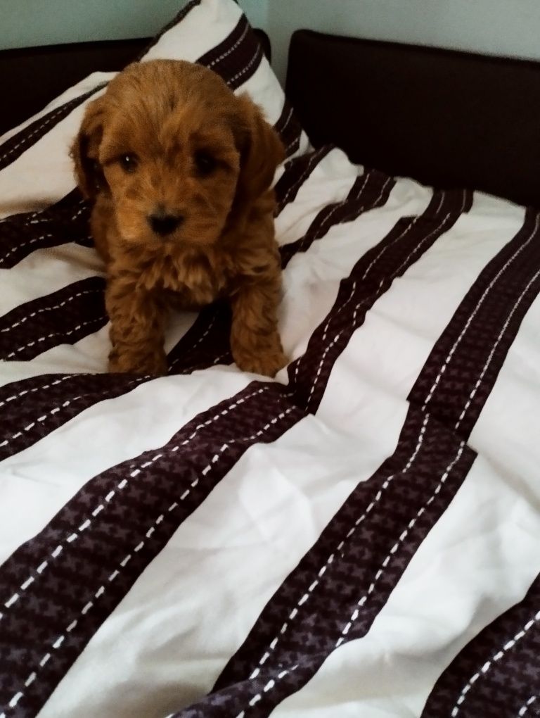 Śluczna suczka Maltipoo