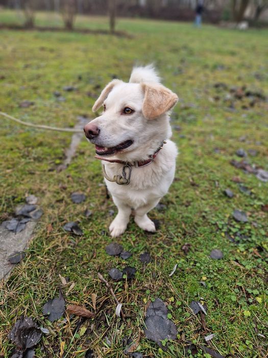 3 lata w miejskiej przechowalni ani jednego zapytania. Prosimy o dom