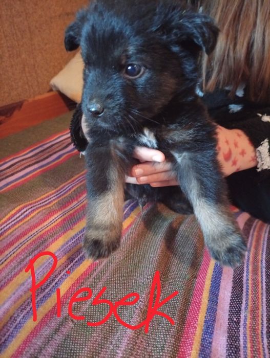 Oddam pieski w dobre ręce