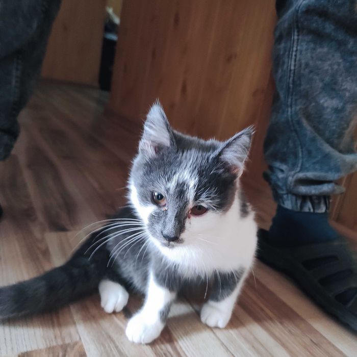 Віддаємо в хороші руки кошеня котика