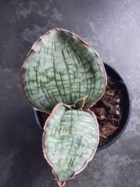 Sansevieria kirkiii silver blue